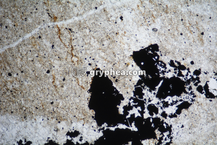 Schiste bitumineux LPNA x25 - gryphea.org